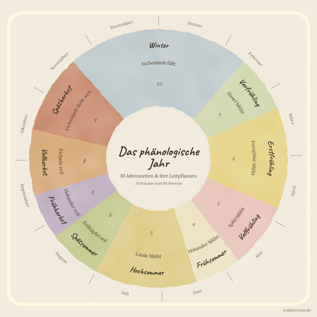 Übersicht der 10 phänologischen Jahreszeiten mit Zeigerpflanzen