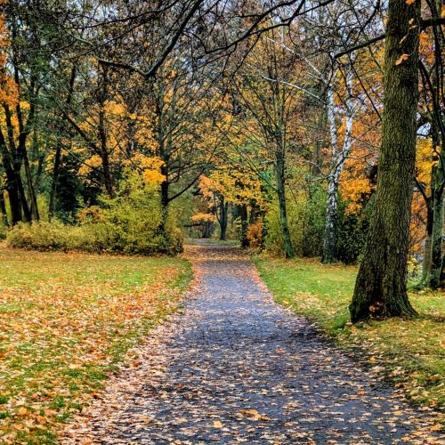 Buntes Herbstlaub in Berlin-Köpenick im Vollherbst