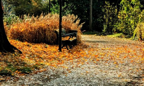 Eicheln auf dem Waldboden als Zeichen des Vollherbstes